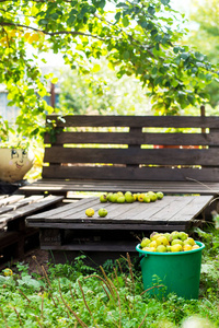 秋天自制浆果和水果的概念。 花园里一棵树下一张桌子上的熟梨