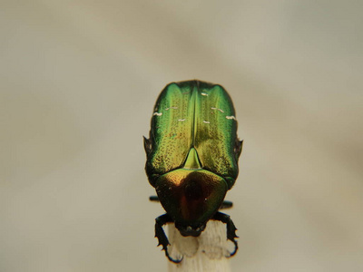 攀爬金属绿色甲虫图片