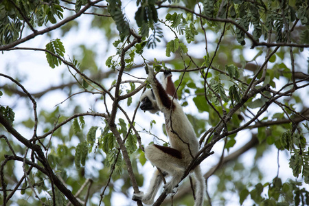 马达加斯加Akarafantsika保护区，以树叶为食的珍稀狐猴