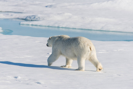 在斯瓦尔巴的冰袋上的北极熊