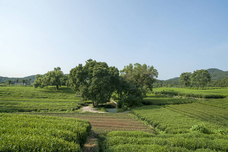 秋天阳光下的绿茶种植园。