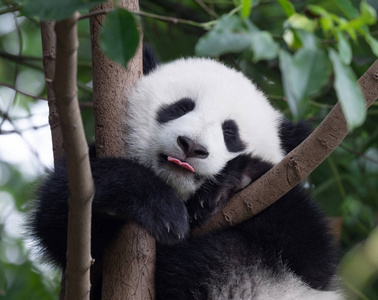 快乐的熊猫把他的舌头