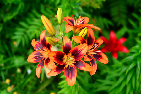 百合花，花园里有绿色背景的花蕾