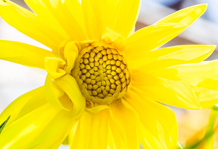 黄色菊花的微距照片