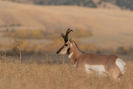 怀俄明州秋天的一只漂亮的叉角羚羊