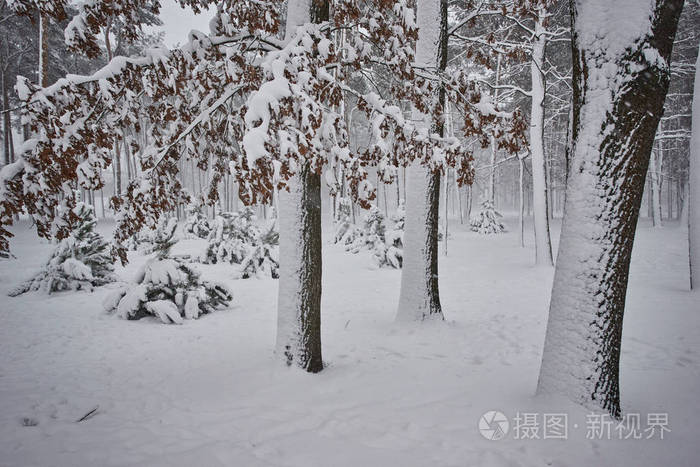 白雪覆盖了松树,雪中有美丽的冬景自然