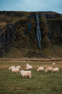 风景如画的瀑布和放牧的绵羊冰岛。 北欧自然