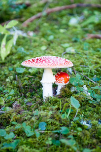 森林里的红菇..夏季。