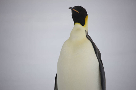 南极洲一只帝企鹅在阴天特写的肖像