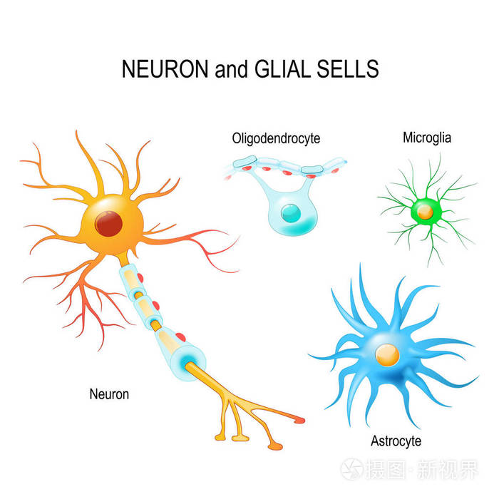 microglia,protease s brain. neuron and glial cells (microglia, astrocyte and oligod