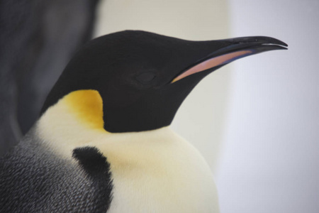 南极洲一只帝企鹅的肖像在阴天关闭