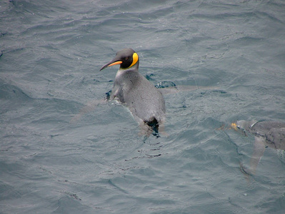 南极国王企鹅在阳光明媚的日子里在水中靠近