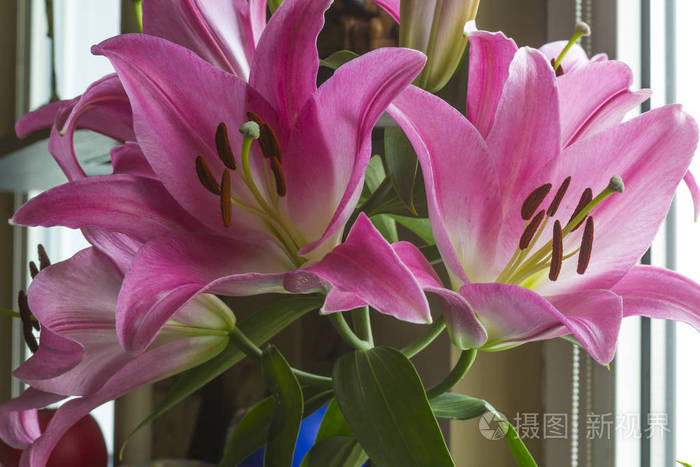 盛开的粉红色百合花特写粉红色的花瓣棕色的雄蕊和绿色的雌蕊关于花的