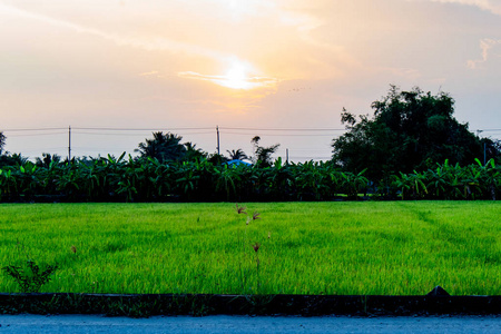 稻田和树木后面的日落。