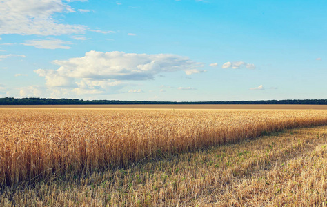 空旷的乡间小路穿过田野，穿过小麦