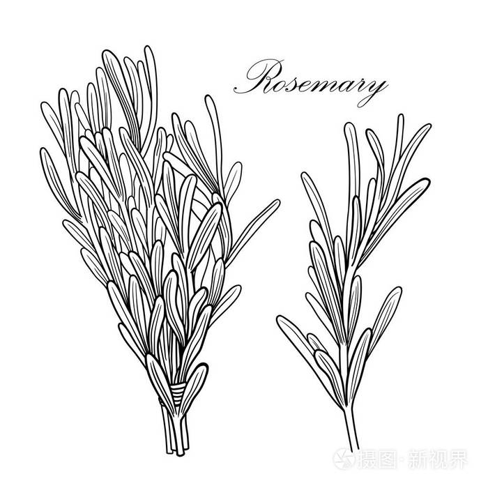 黑白矢量迷迭香插图没有背景