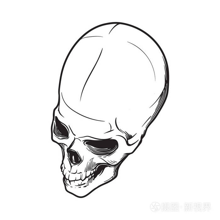 人类头骨手绘顶部角度白色背景查出的黑色线性图形