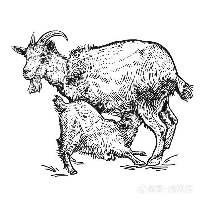 插画 农场动物 山羊和小山羊 白色背景上孤立的真实图像黑色.