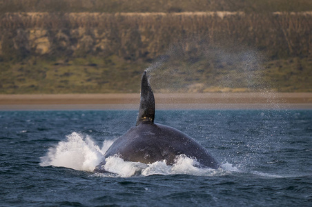 鲸鱼从水中跳跃，巴塔哥尼亚