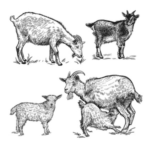 农场动物组。山羊，小山羊，小羊羔。在白色背景上孤立的真实图像黑色。手工绘图。古董。矢量图。农产品农场商店市场设计