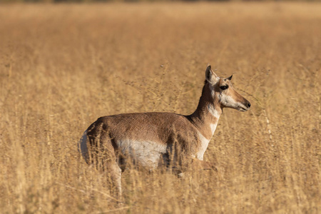 怀俄明州秋天的一只叉角羚羊