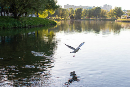 一只张开翅膀的白色海鸥飞过水面。 大池塘，水面上有鸟的倒影。 一只海鸥在湖上捉鱼和盘旋。 有树木湖泊和鸟类的娱乐公园。