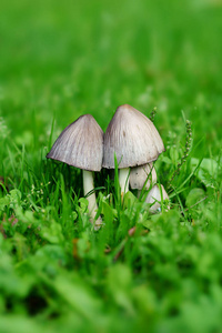 北海道的两个蘑菇