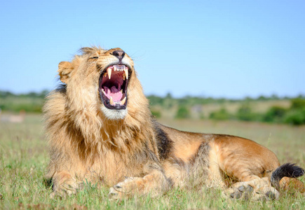 非洲狮子吼狮子雄狮与鬃毛在非洲萨凡纳在津巴布韦非洲。