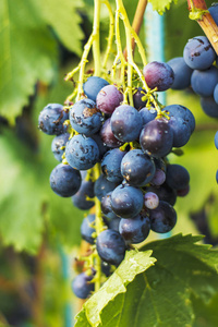 成熟的葡萄。 花园里的一串葡萄。 酿酒和果汁。 选择性选择性选择性