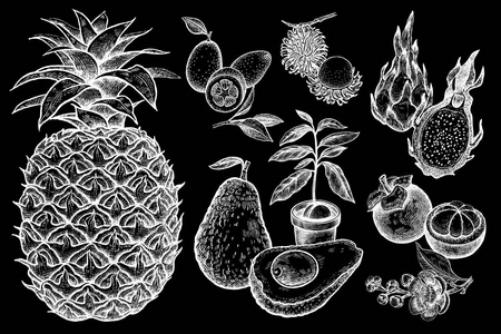 异国水果金橘菠萝火龙果，拉布坦，芒果，樱桃，鳄梨。 黑板插图艺术上的白色粉笔。 矢量手绘隔离在白色背景上。 老式雕刻。
