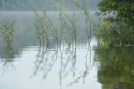 湖中树干与水面的倒影