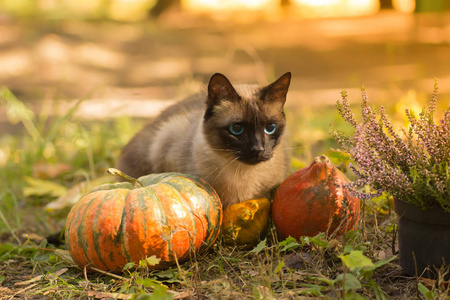 可爱的猫和万圣节南瓜坐在草地上