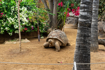加拉帕戈斯巨大的乌龟Cheloponoid is大象在地上爬行。