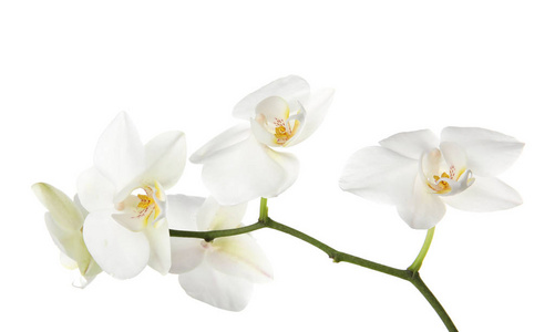 白色背景上有美丽兰花的枝条。 热带植物