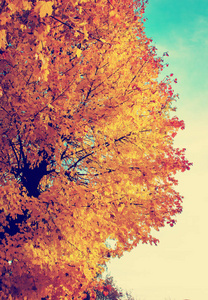 美丽的金色秋天树枝的底部景色