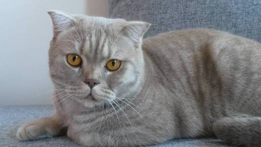 快关门。 美丽的苏格兰折叠奶油标签与大黄眼睛。 可爱的滑稽猫躺在沙发上，看着相机。