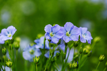 亚麻观赏花的明亮细腻的蓝色花及其在复杂背景下的枝条。 装饰亚麻的花。 亚麻技术栽培在活跃开花期的农业领域