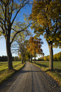 秋季树木之间的地面道路