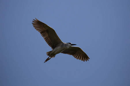 泰国天空中的黑色加冕夜鹭NycticoraxNycticorax。