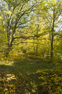 树木在秋季森林在白天