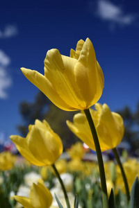 黄色郁金香花映蓝天..郁金香花。美丽的郁金香花田，蓝天和绿叶背景。春天的概念。