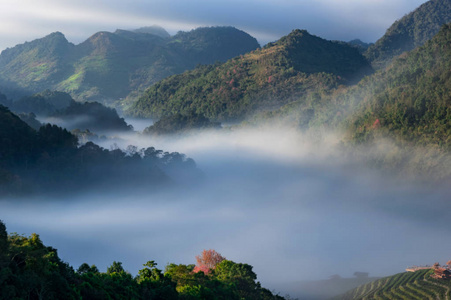 柔和的焦点，美丽的山景与晨雾。下面是一个茶场，昂杭，清迈，泰国。冬季热门旅游景点..