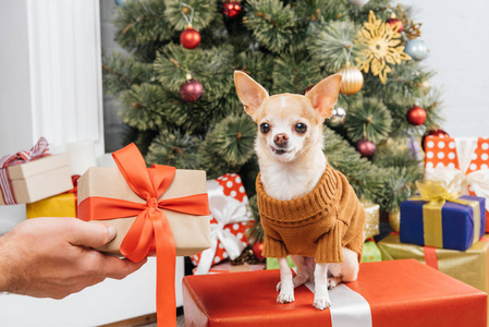 男子持有包装礼物的吉娃娃犬，背景上有圣诞树