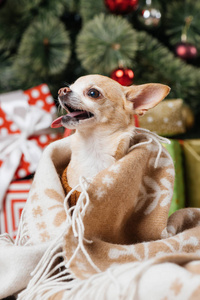 近景可爱的小吉娃娃狗在毛毯与圣诞礼物的背景