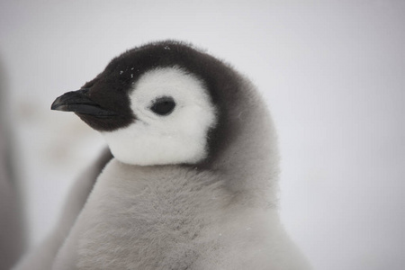 南极洲企鹅公仔特写镜头