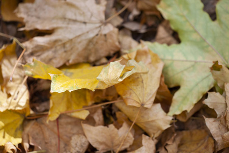 森林地板上五颜六色秋叶的背景特写