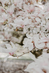 盛开着白色和粉红色花朵的木兰树。 近点