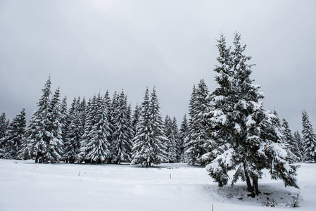山上覆盖着雪和霜的冷杉树