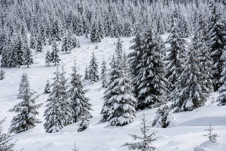 有雪杉树的圣诞节背景。 令人惊叹的冬季景观