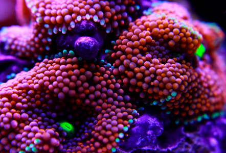 蓖麻蘑菇珊瑚太平洋水下花